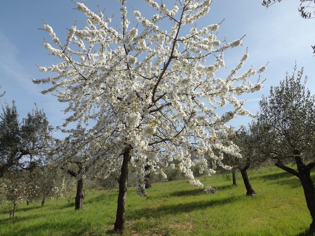 Il Pizzagiallo